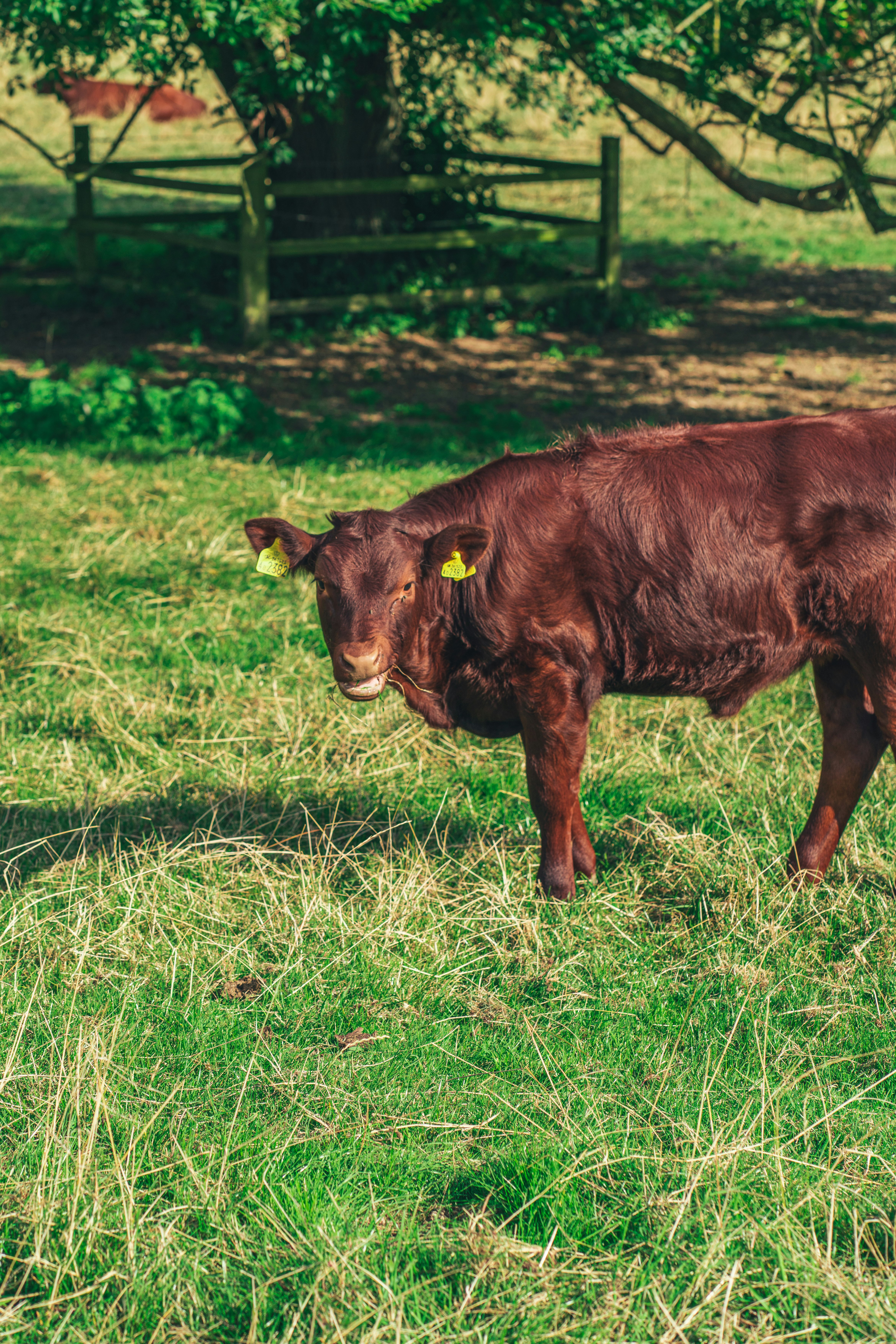 brown cow on green grass field during daytime